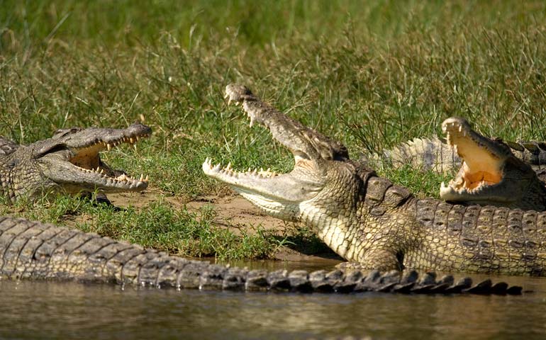 Two crocodiles fighting